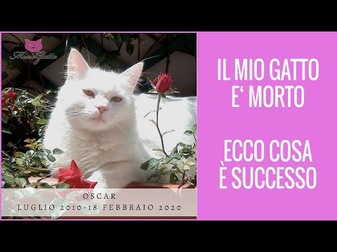 Video: Dopo La Morte Del Suo Amato Gatto, L'uomo Si è Lasciato Un Pezzo Della Sua Pelliccia E Una Volta Il Gatto è Andato Da Lui - Visualizzazione Alternativa