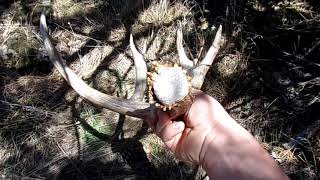 Epic Backcountry Shed Hunt | Giant Mule Deer Antlers!?!
