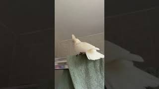 Cockatoo Dances To Frozen Soundtrack!