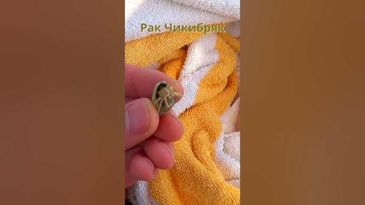 Рак Чикибряк #лунтик - YouTube