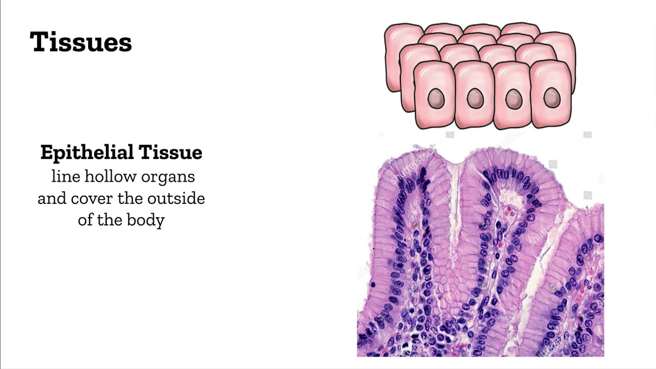 Levels of Organization YouTube