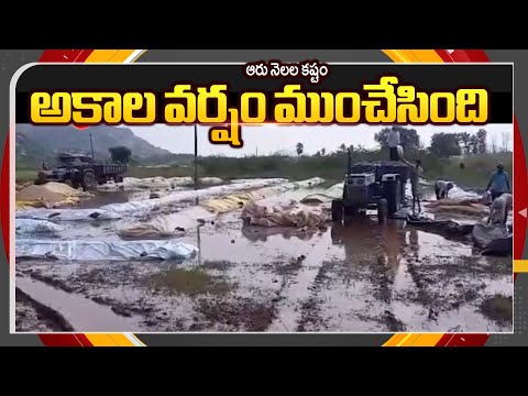 Farmers Request Govt To Help Recover Loss Due To Toofan | Karimnagar || TV5 News ApT - TV5NEWS