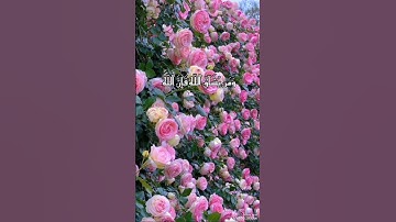 سورة الحشر آيه 4