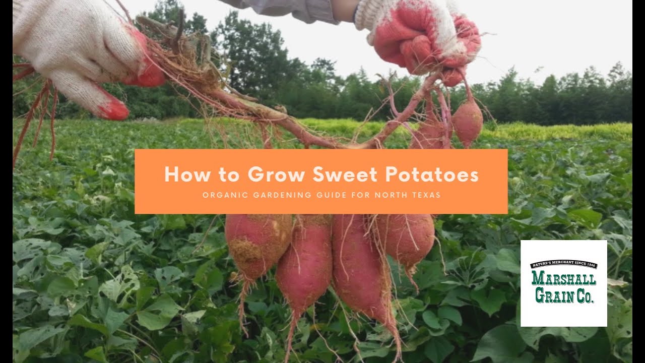 Growing Sweet Potatoes In Texas YouTube