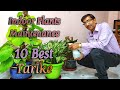            10 important tips for  indoor plants