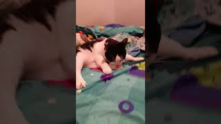 kucing gemoy #catlove #cats #catvideos #shortvideo #shortsfeed #shortvideos #shortsviral #art #fyp