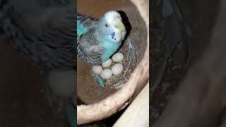 Download Lagu #lovebird How to know male and female in love bird.#lovebird MP3