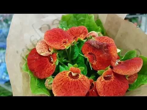 Vídeo: Calceolaria Calceolaria