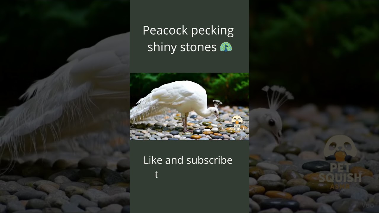 🦚 Peacock pecking shiny stones 