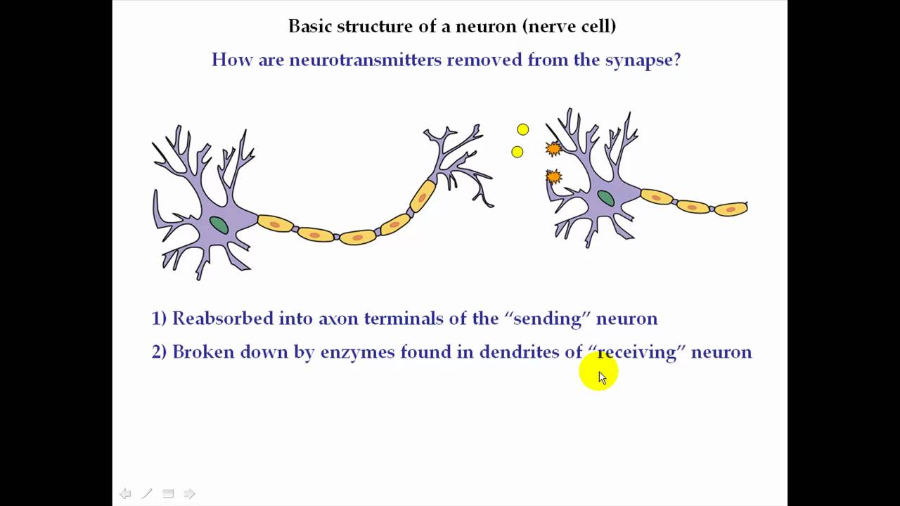 Basic smoking physiology Part 1