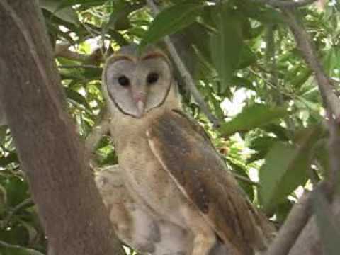 barn owl essays Their father the poem discusses loss of innocence during childhood, the reality and shocking nature of mortality and the importance and role of nature the first section entitled barn owl, delves into the loss of innocence as one leaves childhood this is seen through the killing of an owl and the. barn owl essays Their father the poem discusses loss of innocence during childhood, the reality and shocking nature of mortality and the importance and role of nature the first section entitled barn owl, delves into the loss of innocence as one leaves childhood this is seen through the killing of an owl and the.