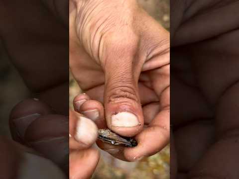 طريقة جد فعالة لصيد اسماك الشرغو و الدوراد باستعمال طعم بوزروگ او بلح البحر