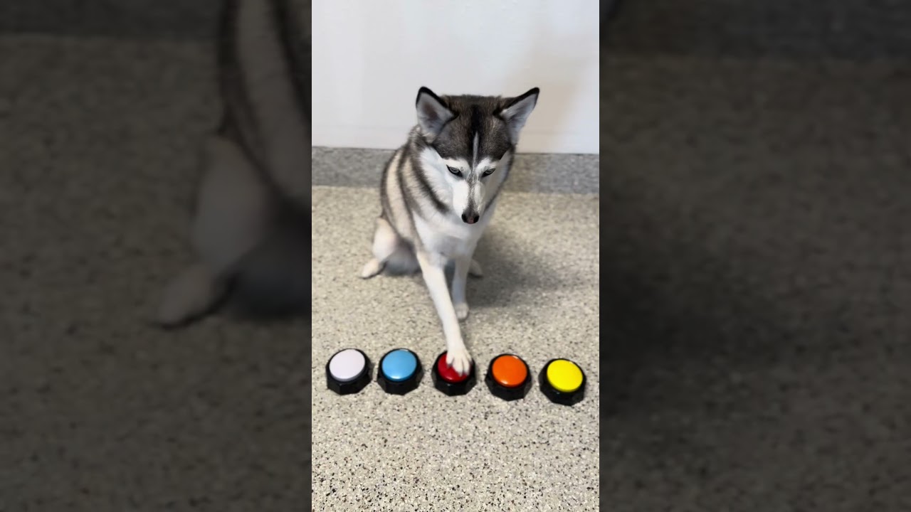 Sapphie the pomsky's parents perform emergency surgery on her toy