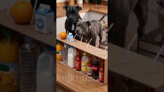The small dog and the big dog both play.👍💐🙏😁😁😁#knjkhushi#funny #animals #short