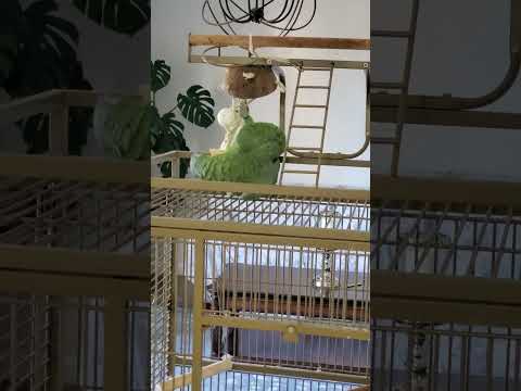 Piccolo The blue headed Amazon parrot at play #shorts #trending #cute