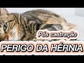 COMO tratar HÉRNIA em GATAS