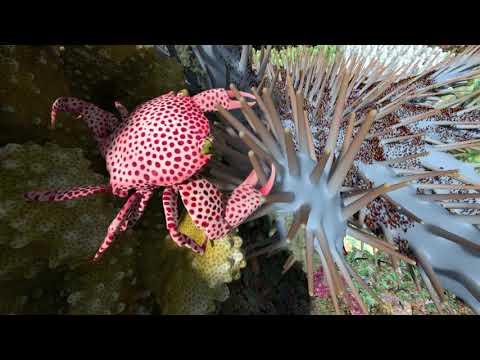 Wideo: Które zwierzęta żyją na rafach koralowych?