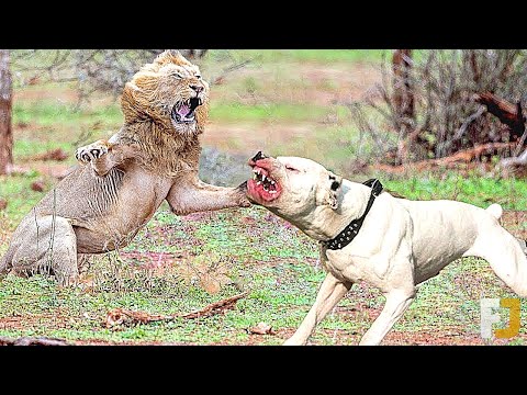 Video: 11 Hunde, die wie wilde Tiere aussehen