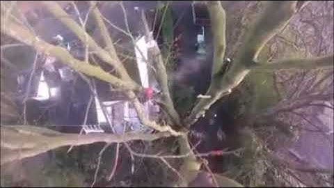 Negative rigging and Fell of big Beech tree