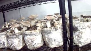 Mushroom Adventures Episode 19 Part 1 -- Casing To Increase Mushrooms