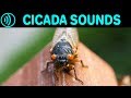 Cicada sounds  sound effect of cicadas in summer at night  sounds of cicada chicharra campanero