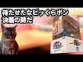 くら寿司でいっぱい食べた何気ない話【猫ミーム】