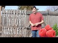 SPRING CARE for RASPBERRY PLANTS! Pruning and Maintenance
