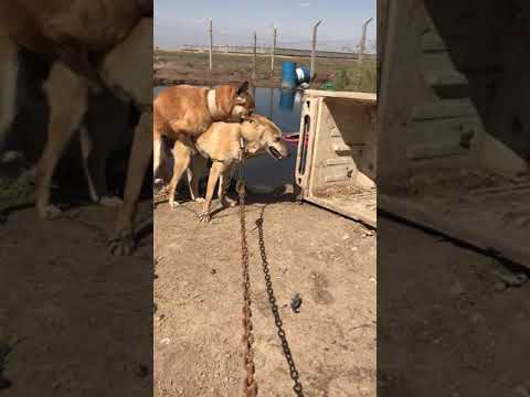 فيديو: أنابلازموسيس في الكلاب