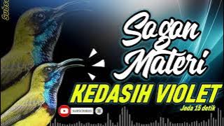 MASTERAN SOGON MATERI KEDASIH VIOLET #sogon #sogongacor #sogonngobra #sogokontong #sogokontonggacor