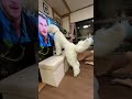 【映画好きな犬】ジュラシックワールドを見てます