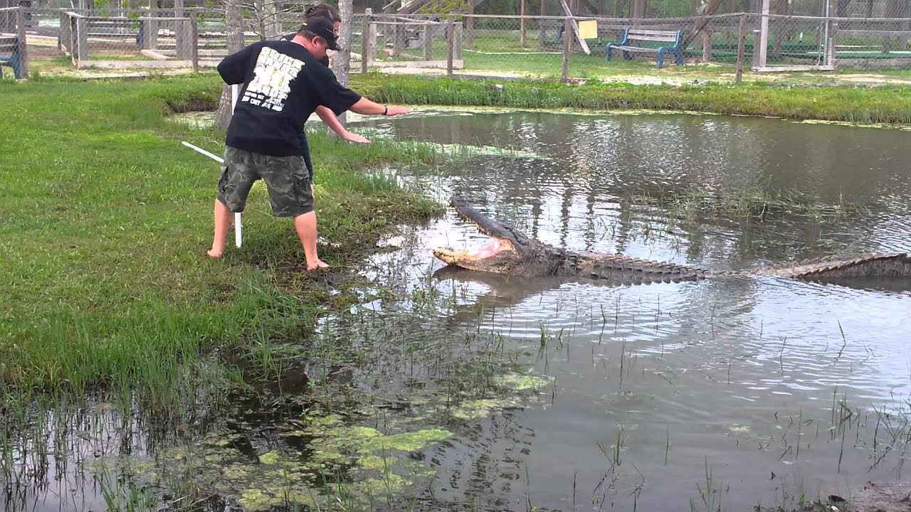 At a gator farm in Beaumont Texas YouTube