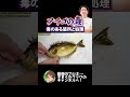 アイゴの毒の箇所と処理の仕方