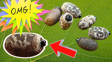 Nature Designed NEXT LEVEL Eggs!