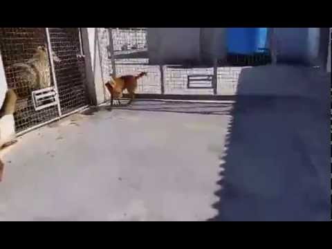 Após 9 anos em abrigo, cachorro comemora ao ser adotado