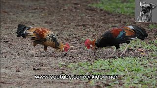 RED JUNGLEFOWLS posturing even while foraging, Singapore