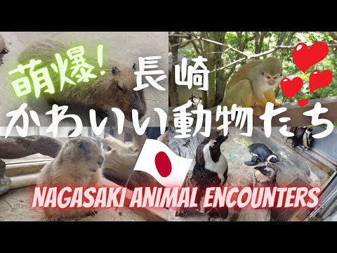 【九州旅行】 長崎バイオパーク 必去BIO PARK 🐧ペンギン水族館‼️邂逅萌爆動物 [JAPAN TRAVEL] Meet cute animals in Nagasaki😍