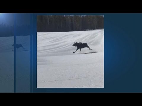 Videó: Hogyan Főzzünk Jávorszarvasot