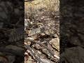 Juvenile Perentie in the wild! #shorts #short #fyp