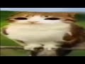 Takipçilerim İle Super Bear Adventure Oynuyorum!