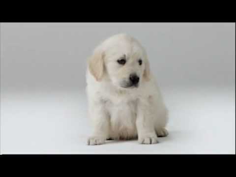 Very cute puppy in Assistance Dogs ad - YouTube
