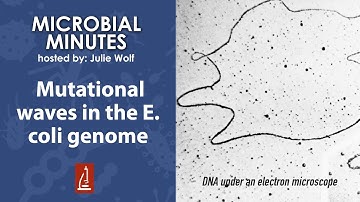 Mutational waves in the E. coli genome