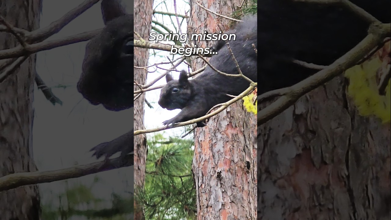Spring Squirrel Foraging Behavior