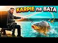 ŁOWIĘ KARPIE na BATA