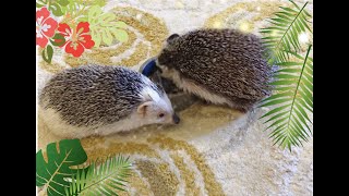 Introducing my cute pet hedgehogs