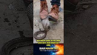 NGERI‼️Inilah Pentingnya Sepatu Safety Saat Evakuasi Ular Kobra 😱 #shorts #kobra