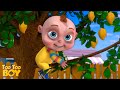 Mango Tango Episode | Cartoon Animation For Children | Videogyan Kids Shows | TooToo Boy