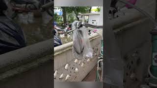 Đen cho boy phố đi luộc xe trời mưa #64bitnews #tintuc #giaitri #tintuc247 #tinnong