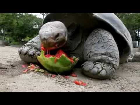 Video: Breshka më e madhe - përshkrim, veçori dhe habitat