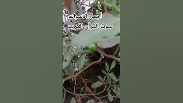 #ماهر_المعيقلي #قرآن سوره الزمر #المصحف #راحة_نفسية #اكسبلور#الرحمن#تصويري ❤️💐