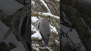Heron sleeping on a snow covered branch in New Years Day 2022 ❄️💙❄️ #heron #birds #short #shorts